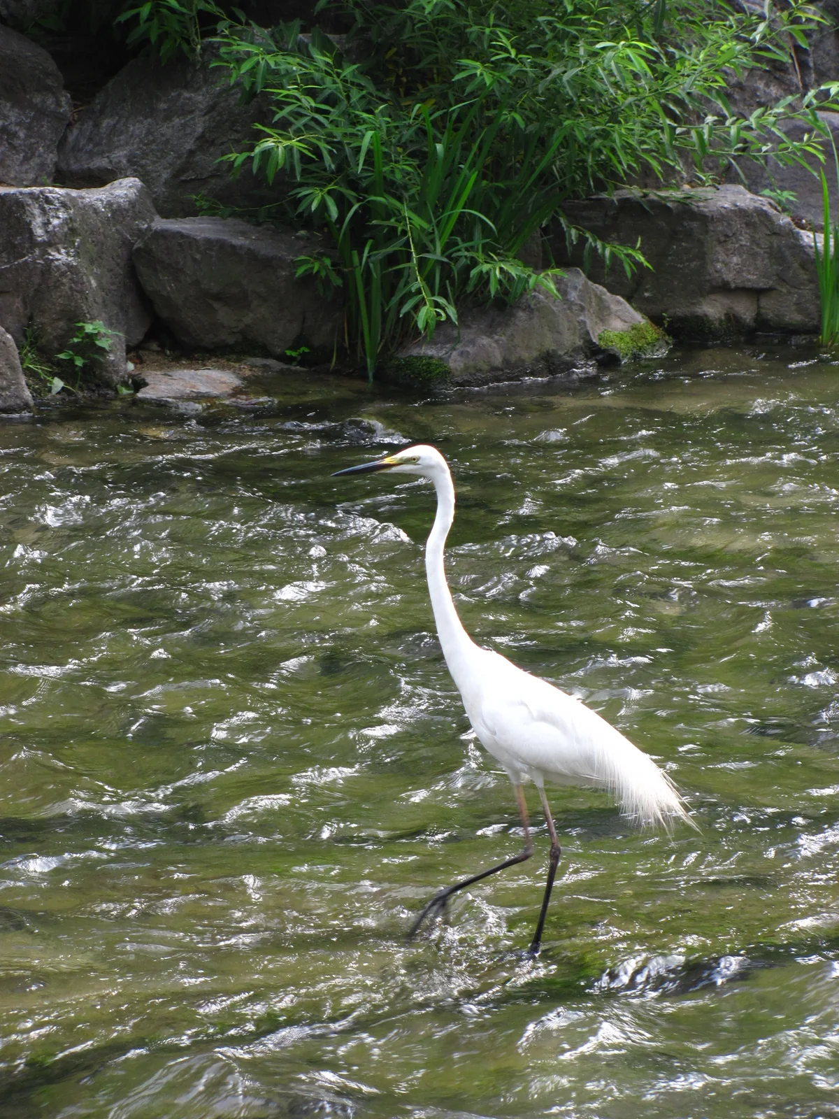 A white egret wading through Cheonggyecheon beside green riverbanks in Seoul